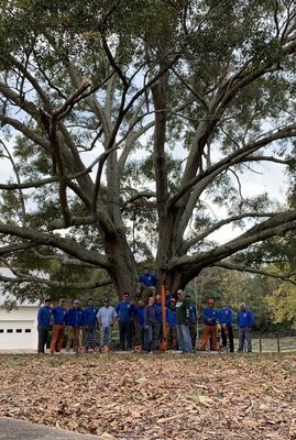 Photos of Serious Tree Services Anniston, AL
