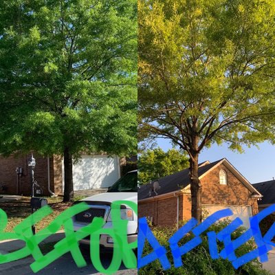 Photos of The Tree Man Bessemer, AL