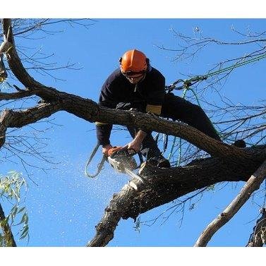 Photos of Zamora Tree Service Birmingham, AL