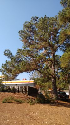 Photos of Bigelow’s Tree Service Enterprise, AL