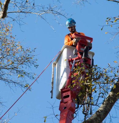 Photos of Champion Tree Service Alabama