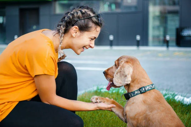 Photos of Lapet India | Best pet shop lucknow Indianapolis, IN