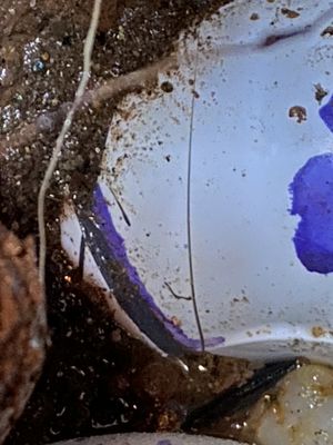 Photos of Jacobs’ Drain Cleaning Sacramento, CA