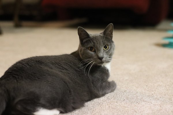 Photos of Companion Animal Medical Center Visalia, CA 