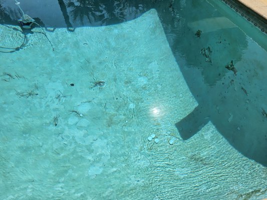 Photos of Lifeguard Pool Service Visalia, CA 