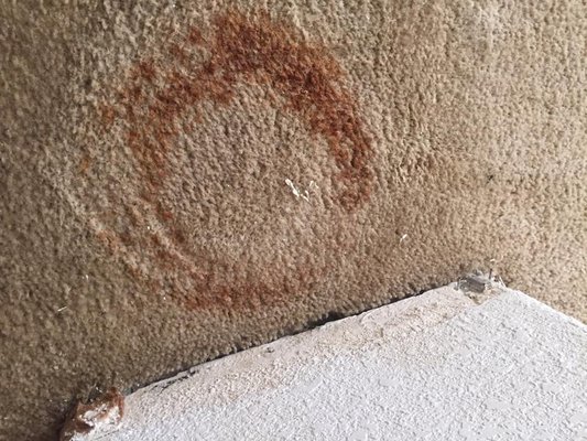 Photos of Advanced Carpet Cleaning & Floor Care Visalia, CA 