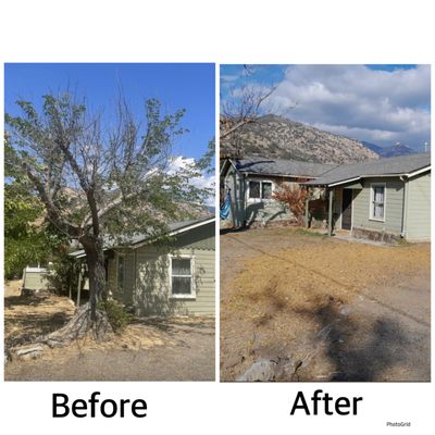 Photos of Gutierrez Tree Care 1 Visalia, CA 