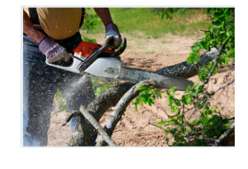 Photos of Jack Benigno Tree Services Visalia, CA 