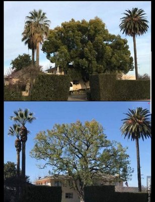Photos of John Ayers Tree Surgeons Visalia, CA 
