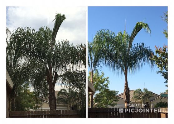 Photos of Sequoias Tree Service Visalia, CA 