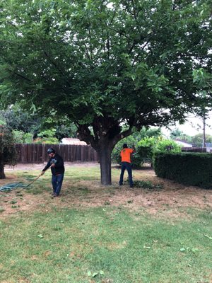 Photos of Pete’s Tree Service Visalia, CA 