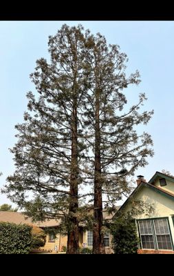 Photos of Visalia Tree Service Visalia, CA 