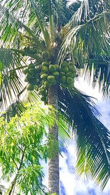 Photos of Tree Amigos Honaunau, HI