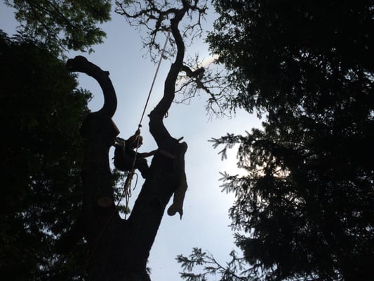 Photos of DC Tree Service Bourne, MA
