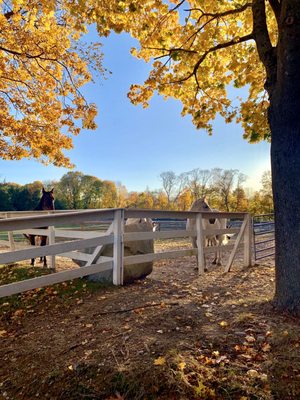 Photos of Equi Evolution Bourne, MA