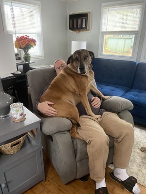 Photos of Kingston Animal Hospital Bourne, MA