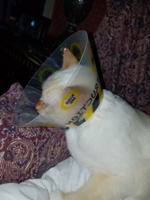Photos of Mattapoisett Animal Hospital Bourne, MA