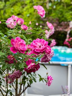 Photos of Michael Santos Irrigation Bourne, MA