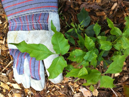 Photos of The Poison Ivy Guy Bourne, MA