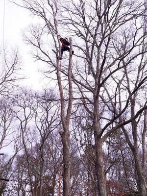 Photos of Ferla Tree & Lawn Care Bourne, MA