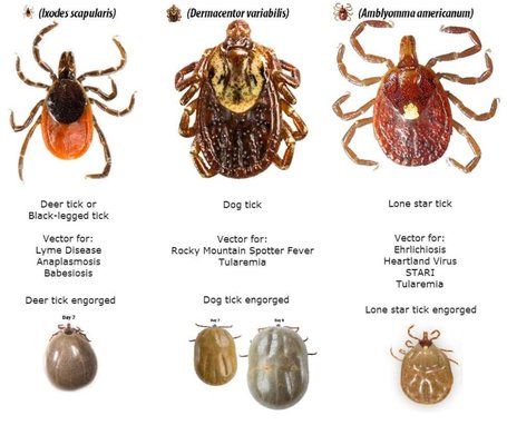 Photos of Eco-Island Pest-Control & Home Services Bourne, MA