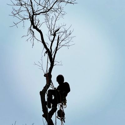 Photos of Joshua Wagner Tree Services Bourne, MA