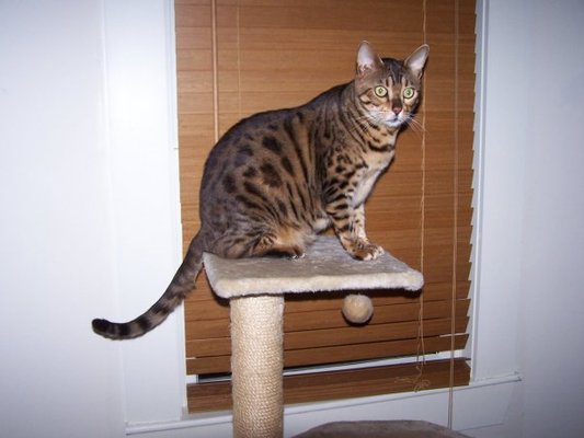 Photos of Cataumet Pets Bourne, MA