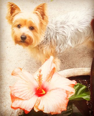 Photos of Furr Babyz Pet Care Bourne, MA