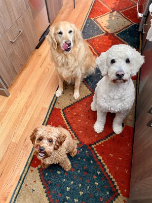 Photos of Upper Cape Pet Services Bourne, MA