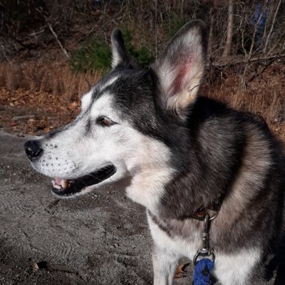 Photos of Pack Action Canines Bourne, MA
