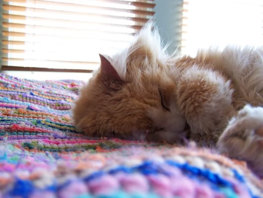 Photos of Purrsnikitty Cat Boarding Kennel Bourne, MA