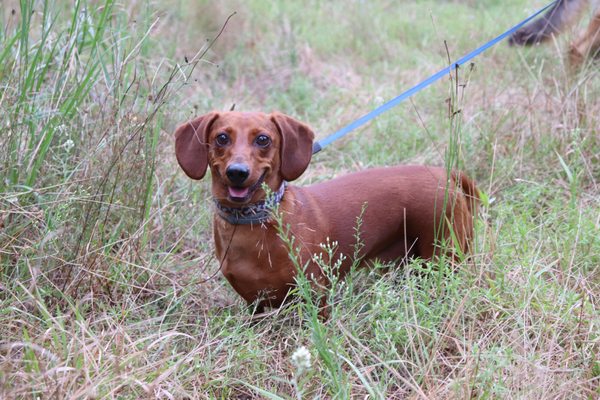Photos of UpperCapeK9s Bourne, MA