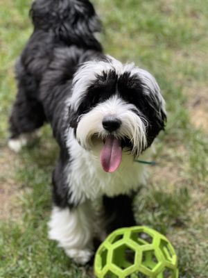 Photos of Pampered Paws Pet Salon Bourne, MA