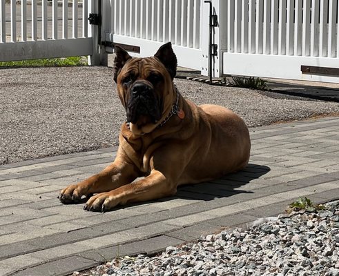 Photos of Lux K9 Training Bourne, MA