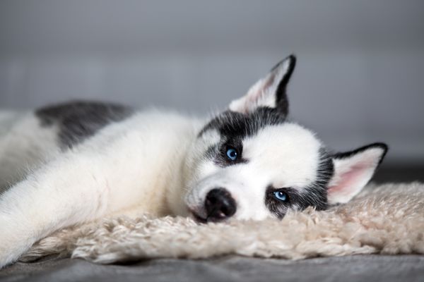 Photos of Green Husky Carpet Cleaning Bourne, MA