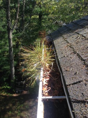 Photos of Cape Cod Gutter Monkeys Bourne, MA