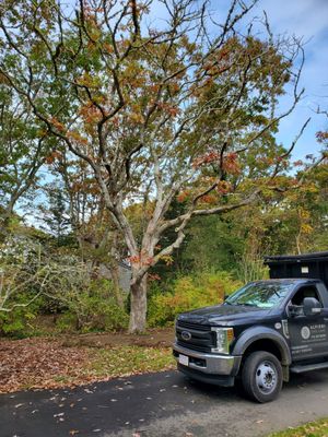 Photos of Alfieri Tree Care Bourne, MA