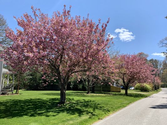 Photos of Childs Arborists Bourne, MA