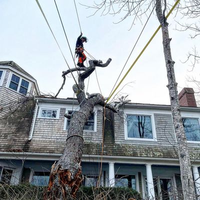 Photos of Kleyton Moraes Tree Service Bourne, MA