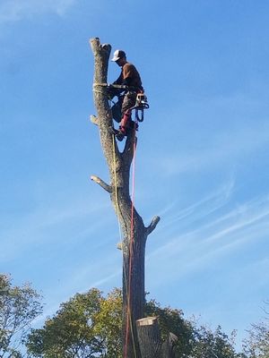 Photos of M C Riley Tree Service Bourne, MA
