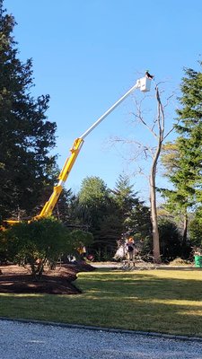 Photos of Mackenzie Tree Service Bourne, MA