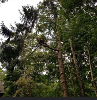 Photos of McGrath Tree Service Bourne, MA