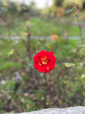 Photos of Morcom Municipal Rose Garden Alameda, CA
